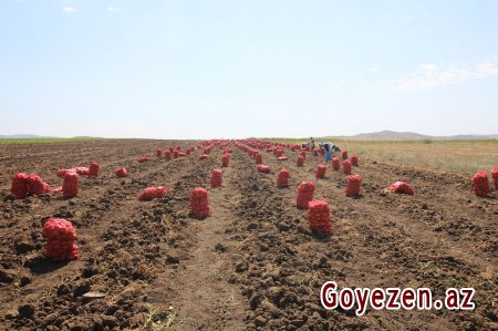 Qazaxda kartof sahələrinin hər hektarından  45 tona yaxın məhsul yığılır