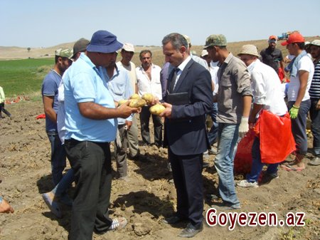 Qazaxda hər hektardan 40-45 ton kartof götürülür