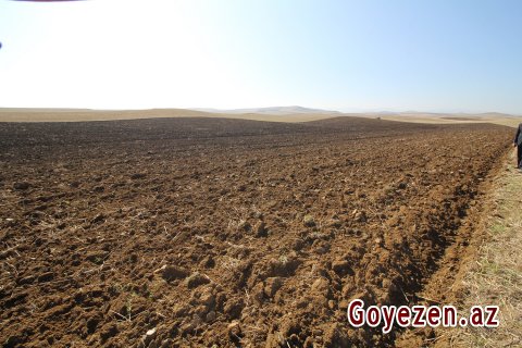 Qazax rayonunda 12500 hektar sahədə taxıl əkiləcəkdir