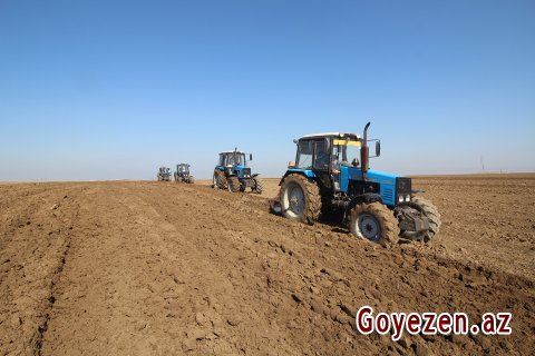 Qazax rayonunda 12500 hektar sahədə taxıl əkiləcəkdir