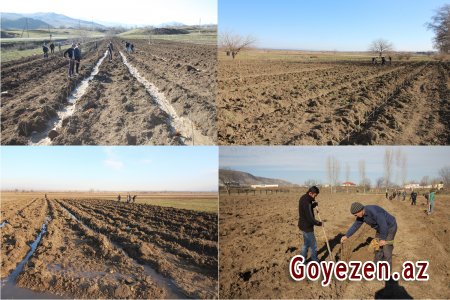 Qazax rayonunda kənd təsərrüfatının inkişafı istiqamətində mühüm işlər görülür