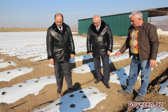 Qazaxda ilk dəfə 4 hektar ərazidə çiyələk yetişdirilir